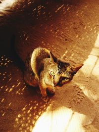 Close-up of cat