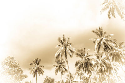 Low angle view of palm trees against sky