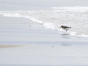 Seagull flying over sea