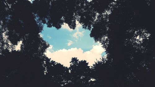 Low angle view of silhouette trees in forest against sky
