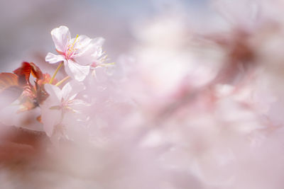 Close-up of pink cherry blossom