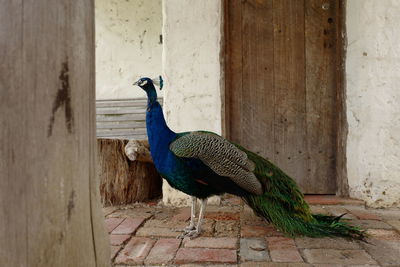 Portrait of peacock