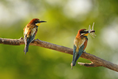 Close-up of birds perching on branch