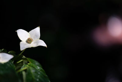 Close-up of white flowering plant