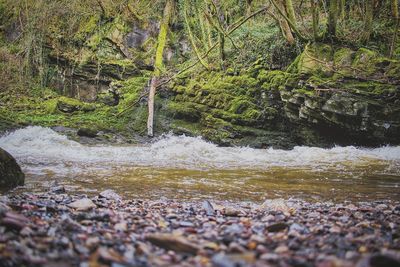 Surface level of stream flowing in forest