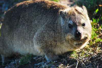 Close-up of dassie looking away on field