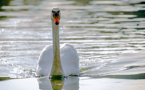 Close-up of swan swimming on lake