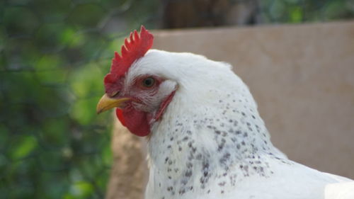 Close-up of rooster