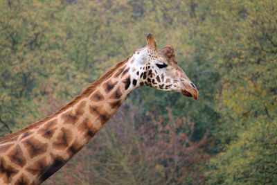 Close-up of giraffe