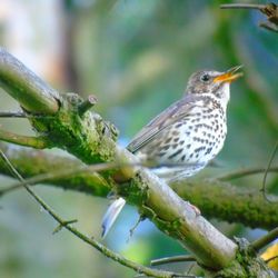 Close-up of bird perching on tree