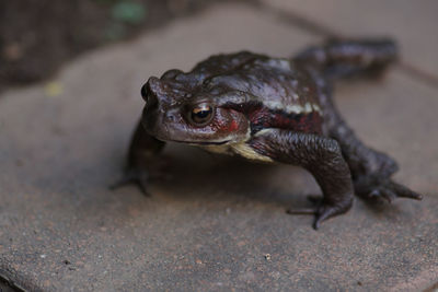 Close-up of frog