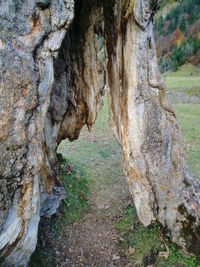 Rock formations on tree trunk