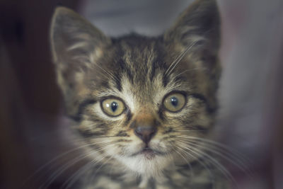 Close-up portrait of tabby cat