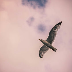 Low angle view of seagull flying in sky