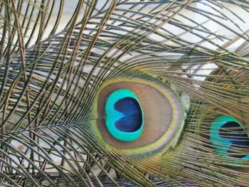 Close-up of peacock feathers