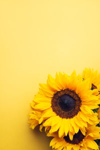 Close-up of sunflower against yellow background