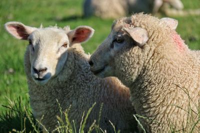 Close-up of sheep in field