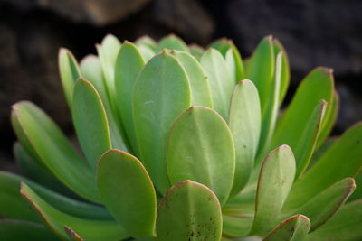 Close-up of succulent plant