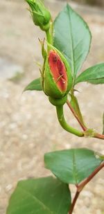 Close-up of a plant