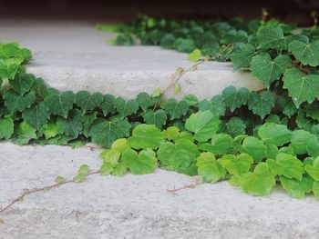 High angle view of plant growing by wall