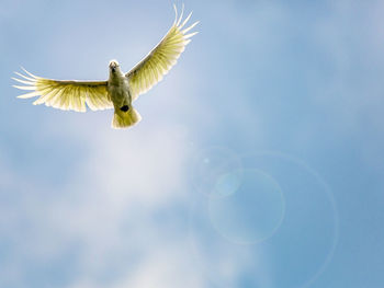 Low angle view of cockatoo flying against sky