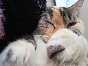 Close-up of cat sleeping