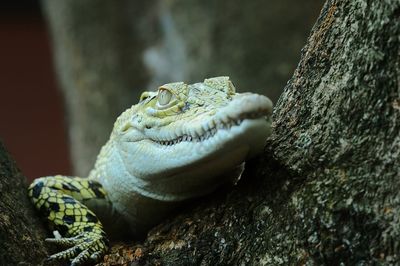 Close-up of crocodile on rock