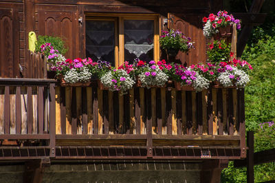 Flower pots in balcony of wooden house