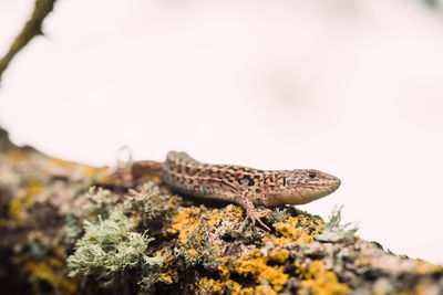 Close-up of reptile on mossy branch