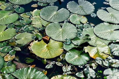 High angle view of leaves floating on water