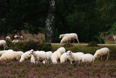 Sheep on landscape against trees