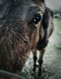 Close-up portrait of horse