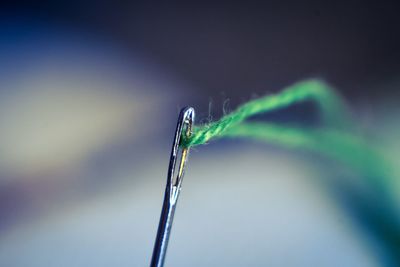 Close-up of a grasshopper