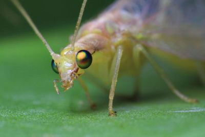 Close-up of insect on leaf