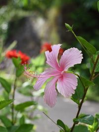 Close-up of pink hibiscus blooming outdoors