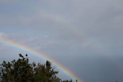 Low angle view of rainbow over trees against sky