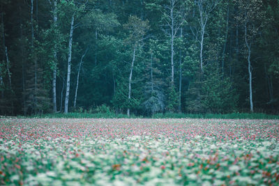 Scenic view of field