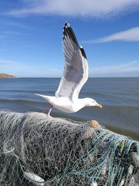 Close-up of bird by sea against sky