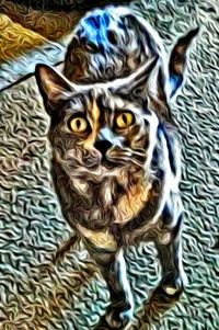 Portrait of cat