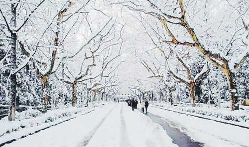 Bare trees along snow covered road