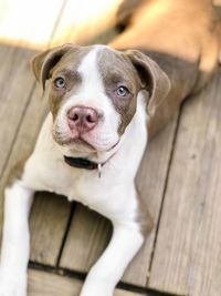 High angle portrait of dog by wood