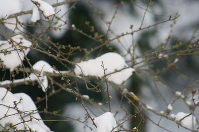 Close-up of tree branch