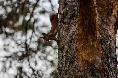 Squirrel on a tree