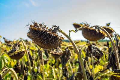 Close-up of wilted sunflower on field against sky