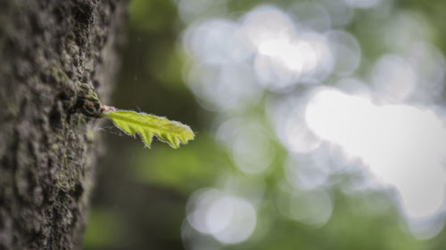 Close-up of leaves on tree trunk