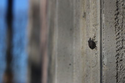 Close-up of insect