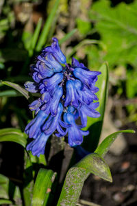 Close-up of purple flowering plant