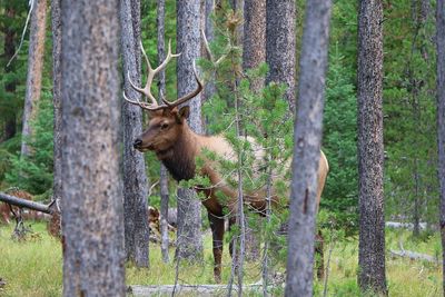 Deer in a forest