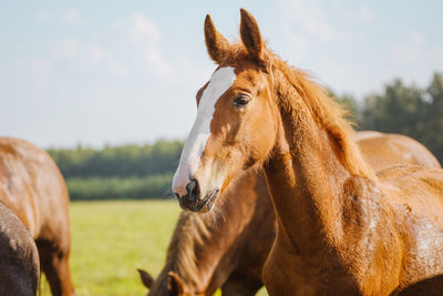 Close-up portrait of a horse against nature background. horse breeding, animal husbandry