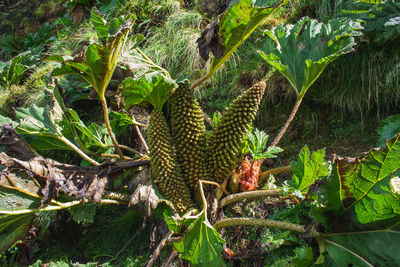 View of lizard on tree